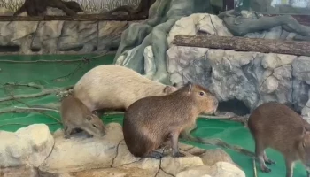 Московский зоопарк показал будни &laquo;самых маленьких капибариков&raquo;