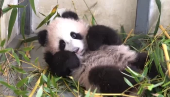 &laquo;Просыпаться или поваляться&raquo;: Московский зоопарк показал кадры с отдыхом Катюши