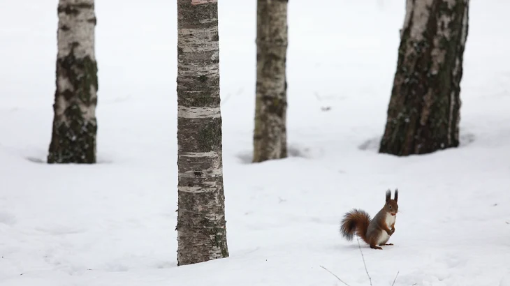 Снова прощаемся со снегом: как изменится погода в Москве на предстоящей неделе Снова прощаемся со снегом: как изменится погода в Москве на предстоящей неделе