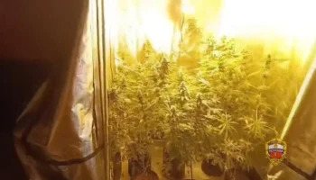 Полиция обнаружила более 100 кустов конопли в трех квартирах в Москве