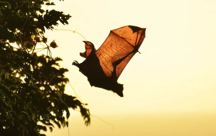 Летучая мышь, залетевшая в столичную квартиру, перезимует в Московском зоопарке