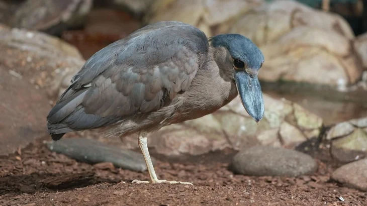 Челноклювы, лягушкорот и чернолицые ибисы: в Московский зоопарк прибыли редкие птицы
