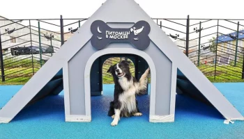 "Активные граждане" выберут лучшие площадки для прогулок с собаками