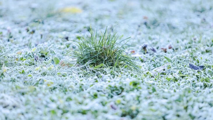 Глава Минсельхоза РФ Лут: режим ЧС из-за заморозков может быть введен до конца недели