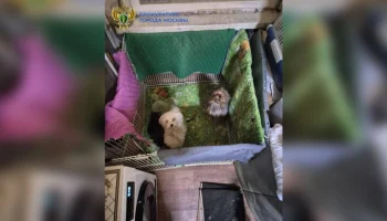 Прокуратура выявила квартиру в антисанитарном состоянии с 13 собаками в СЗАО