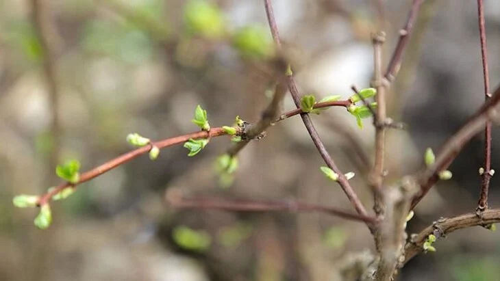 Более 4 тыс растений высажено на западе столицы в рамках крупного транспортного проекта