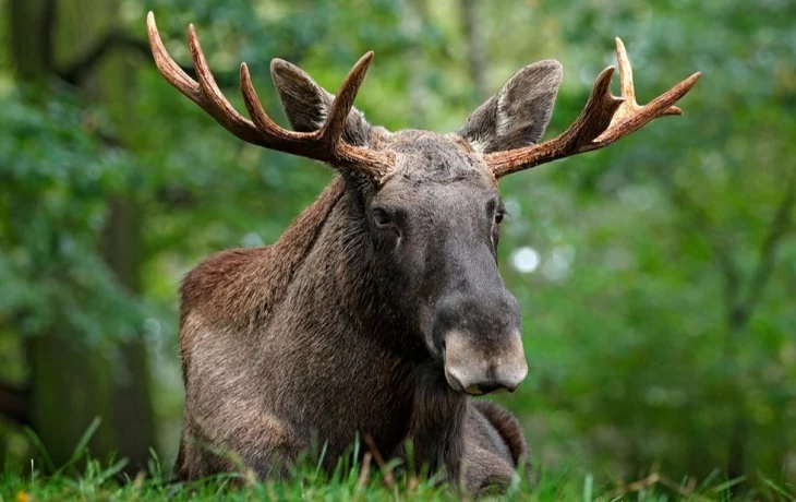 Москвичам рассказали, как правильно вести себя при встрече с лосем в городе Москвичам рассказали, как правильно вести себя при встрече с лосем в городе