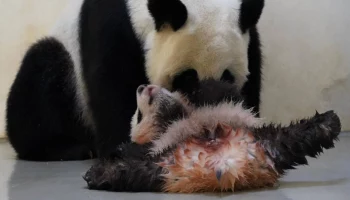 &laquo;Мне и здесь хорошо&raquo;: малышка-панда Катюша не захотела выходить из вольера