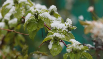 Снег прошел в некоторых районах Москвы 8 мая