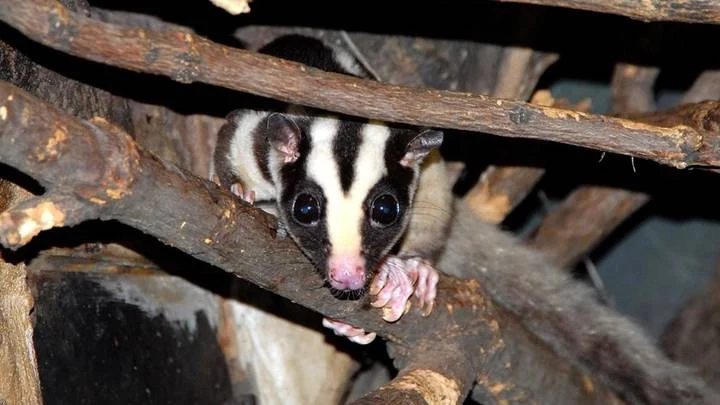 Ехидны и полосатый кускус приехали в Московский зоопарк