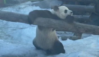 &laquo;Греется на солнышке&raquo;: Московский зоопарк показал отдыхающего в вольере Жуи