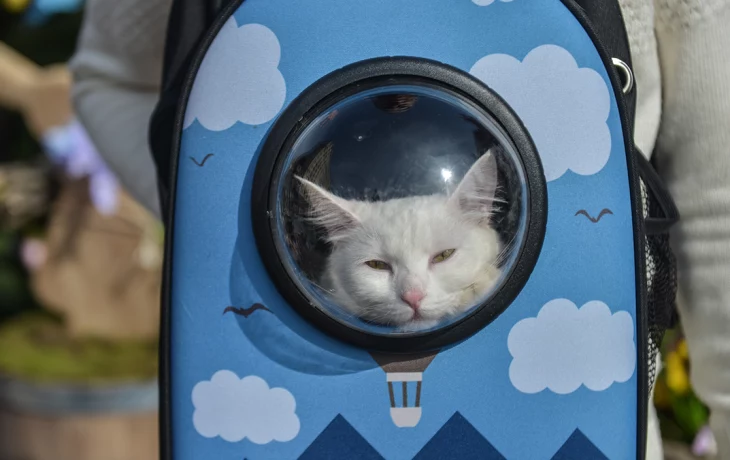 Кошка погибла из-за жары на борту самолета Москва — Анталья Кошка погибла из-за жары на борту самолета Москва — Анталья