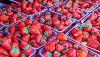 Директор Ягодного союза Бугорский: цена на клубнику в среднем составит 500 руб за кг