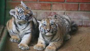 Собянин: Около 600 детенышей появились на свет в Московском зоопарке в 2025 году