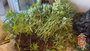 В Яхроме полиция изъяла у мужчины более 30 кустов конопли и килограмм марихуаны
