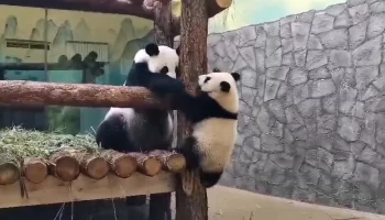 &laquo;Другие планы&raquo;: Московский зоопарк показал зовущую Катюшу играть Диндин