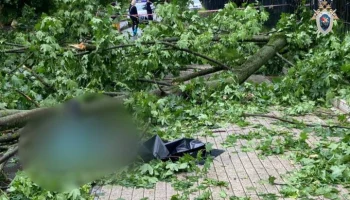 Мужчина погиб в результате падения дерева на севере Москвы