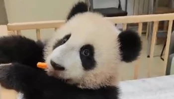 &laquo;Вкусная, но не грызется&raquo;:&nbsp;Московский зоопарк показал &laquo;битву&raquo; Катюши и морковки