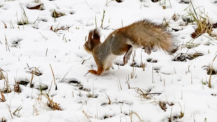 Холодный фронт: когда в Москве образуется устойчивый снежный покров Холодный фронт: когда в Москве образуется устойчивый снежный покров