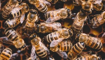 Times of India: в Индии мужчина спас жену от роя пчел и погиб