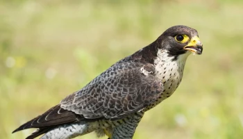 Считавшуюся исчезнувшей в Москве птицу чеглока нашли в &laquo;Лосином острове&raquo;