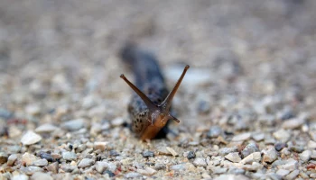 &laquo;Нельзя трогать руками&raquo;: огромных испанских слизней вновь заметили в Москве