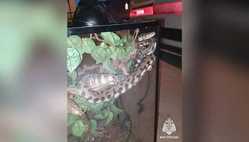 Пожарные спасли питона во время ликвидации пожара на востоке Москвы