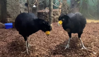 &laquo;Из клюва партнера вкуснее&raquo;: Московский зоопарк показал обед хохлатых гокко