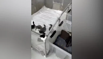 В Анапе нашли более 200 погибших и измазанных в нефтепродуктах птиц