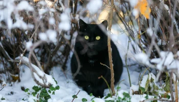 Температурные горки: какой будет погода в Москве на предстоящей неделе