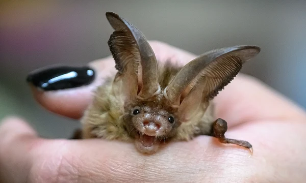Одна из первых проснувшихся летучих мышей залетела в квартиру москвички в Щукине