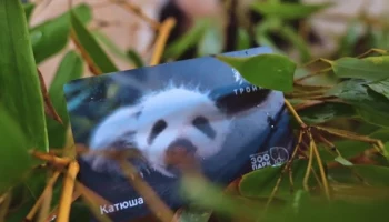 Дептранс выпустил карту &laquo;Тройка&raquo; с пандой Катюшей из Московского зоопарка
