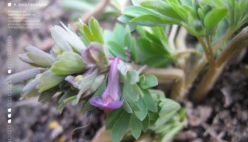 Раннее цветение хохлатки плотной зафиксировано в Москве