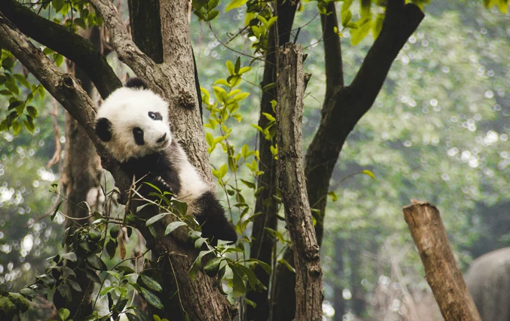 В Московском зоопарке показали, как панды играются со снеговиком В Московском зоопарке показали, как панды играются со снеговиком