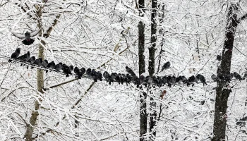 На севере столицы обрушился снегопад, аэропорт Шереметьево замело