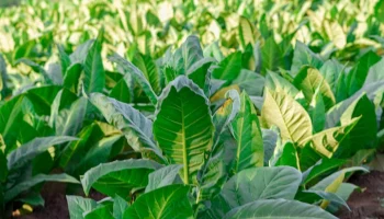 Ввоз иностранного табака в РФ с 1 июля будет возможен только с маркировкой