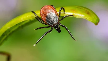 Роспотребнадзор оценил заболеваемость клещевым боррелиозом и анаплазмозом в Москве