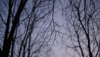 Поиски бесследно пропавшей семьи Усольцевых возобновились из-за новых улик