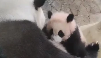 &laquo;Доверяет всем нам&raquo;: Московский зоопарк показал кормление Катюши в вольере