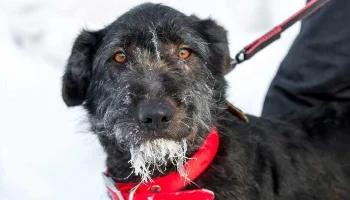 Трем собакам из приюта выберут имена на платформе &laquo;Активный гражданин &mdash; детям&raquo;