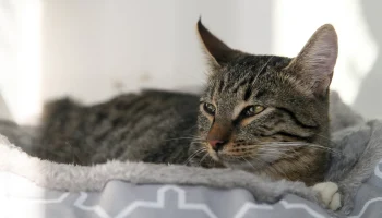 Найти четвероногого друга из городского приюта можно в сервисе &laquo;Моспитомец&raquo;