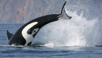 В &laquo;Москвариуме&raquo; рассказали, как чувствует себя косатка Ная после гибели детеныша