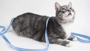 Фотографы рассказали, как проходили съемки животных из проекта &laquo;Моспитомец&raquo;