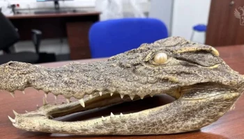 Хабаровские таможенники нашли голову крокодила в вещах туриста, приехавшего из Вьетнама