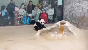 &laquo;Абсолютно свободно&raquo;: Московский зоопарк показал общающуюся с гостями Катюшу