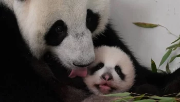 &laquo;Посижу еще рядом&raquo;: Московский зоопарк показал отдых Катюши после кормления