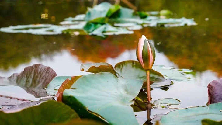 Реабилитация 2-го Николо-Хованского пруда завершена в ТиНАО Реабилитация 2-го Николо-Хованского пруда завершена в ТиНАО