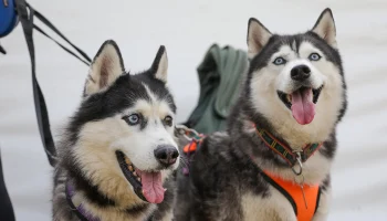 Усы, хвост и добрые дела: как москвичи помогают приютам для животных