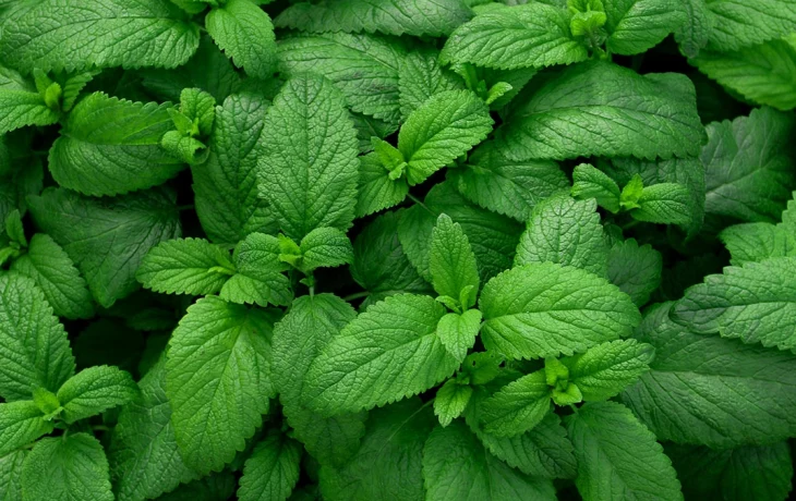 Юрист Подъяблонский опроверг штрафы до 300 тысяч рублей за выращивание мяты на участке Юрист Подъяблонский опроверг штрафы до 300 тысяч рублей за выращивание мяты на участке