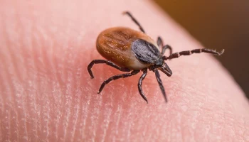 Россиян предупредили о распространении энцефалитных клещей по всей стране